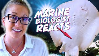 Is a Stingray Pregnant by a Shark Marine Biologist Explains [upl. by Llenad926]