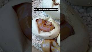 CUTTING OPEN A BALL PYTHON EGG😍 [upl. by Chassin197]