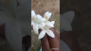 மரமல்லிகை  பண்ணீர் மரம் 🥰💕❤️ Indian Cork Tree  Millingtonia Hortensis  Tree Jasmine gardening [upl. by Enahpad]