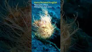 Hairy monster dauin philippines scubadiving [upl. by Nelleh]