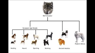 HOW DOGS EVOLVED  EVIDENCE FOR MICROEVOLUTION [upl. by Delinda]