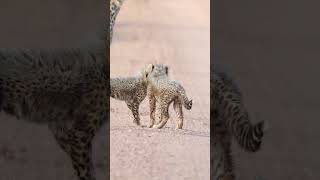 Captivating Moment as Cheetah Cubs Stand by Moms Side [upl. by Otsirc798]