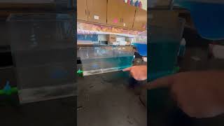 Classroom Demo Melting Glaciers Into The Ocean [upl. by Niwdog]