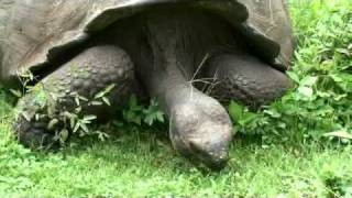 Galápagos giant tortoise grazing close up  Elefantskilpadde på Galápagos [upl. by Annahaj]