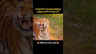 Tigerss revenge against a poacher  மனிதனின் மிருகத்தனத்திற்கு முற்றுப்புள்ளி வைத்த புலி  Infogle [upl. by Wagshul]