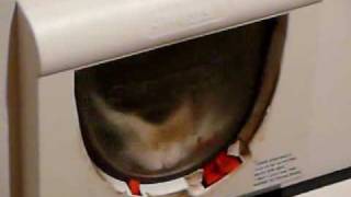 Staywell Magnetic Cat Flap Design Flaw [upl. by Allissa]