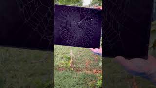 Preserving Abandoned Spider Web in Backyard 🕸️ 🕷️ [upl. by Ardene993]