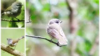 Brown Gerygone Call  Brown Gerygone Sounds  Brown Gerygone Song [upl. by Ayahsey]