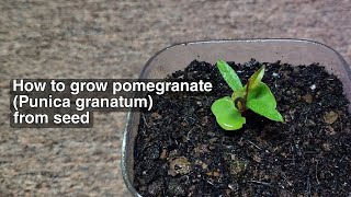 HOW TO GROW POMEGRANATE Punica granatum FROM SEED [upl. by Ennayd754]