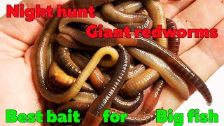 Hunting for giant redworms The best feeder bait [upl. by Annemarie]