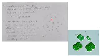 Isolation and characterization of Cyanobacteria with examples and diagram  MSc practical series [upl. by Zweig337]