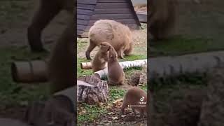 Baby Capybaras Fighting And Playing So Cute [upl. by Neruat]