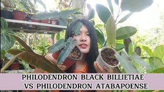 13 PHILODENDRON BLACK BILLIETIAE VS PHILODENDRON ATABAPOENSE ATABA BLACKBILLIETIAE RARE PHILO [upl. by Corabelle]