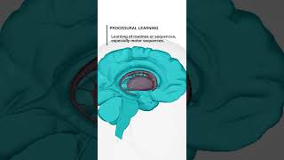 Functions of Basal Ganglia brain humanbrain medical biology [upl. by Enoek46]