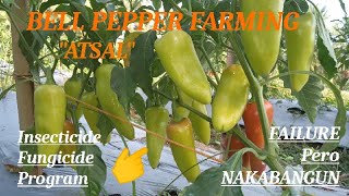 BELL PEPPER FARMINGATSALinsecticidefungicide Programfarm atsal bellpeppers farming [upl. by Sussman]