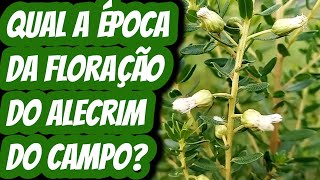 Qual é a época da floração do Alecrim do Campo Em qual mês do ano produz flores para ter sementes [upl. by Dulciana]