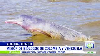 BIÓLOGOS BUSCAN NUEVA ESPECIE DE TONINA EN EL RIO ARAUCA [upl. by Garda]