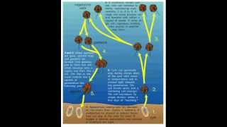 Life Cycle of the Dinoflagellates [upl. by Nemracledairam]