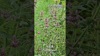 익모초 💝 motherwort [upl. by Zehe]