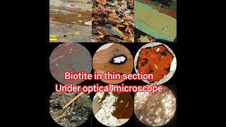 identification of biotite mineral in thin section under optical microscope petrography biotite [upl. by Eeladnerb]