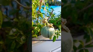 Muskmelon harvest shortsfeed fruit fruits muskmelon terracegarden gardening garden nagercoil [upl. by Ahsla875]