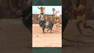 Jallikattu sambavam ❤️tamil thanjavur jallikattu fun funny shorts enjoy travel vijayakanth [upl. by Artenra148]