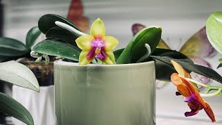 Best Success Growing Orchids Indoors  Indoor Humidity and Temperatures [upl. by Ecnerolf631]