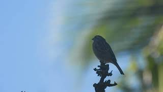 House sparrow Short video 4KUHD Birds Photography  Wild Video  Wildlife Animals [upl. by Merrily]