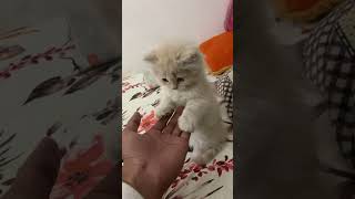 Cats❤️ love cats youtube youtubeshorts mumbai [upl. by Terrel]