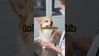 🐾 ¡Cuidado con las Garrapatas 😱 La Verdad sobre la Ehrlichiosis en tu Mascota 🐕💉 saludmascotas [upl. by Asiral]