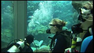 Dive with the Sharks at The Florida Aquarium [upl. by Schaffer]