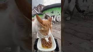 Cat feeding at rc car catfeeding cat cute asmrcatfeeding [upl. by Schott840]