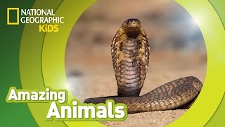 Cobra 🐍  Amazing Animals [upl. by Sanders]