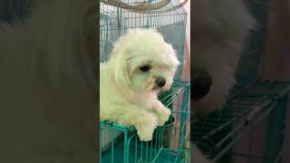 Maltese Dog tranding dogbreed shorts viralvideo [upl. by Nnairek]