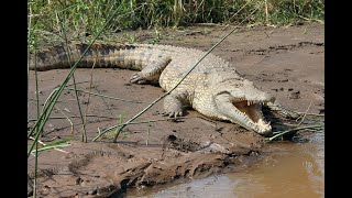 Crocodile Attack Man in River Animal Attack Fun Made Movie By Wild Attack [upl. by Einhpets]