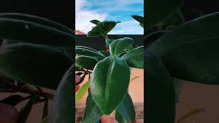 🌿 Cura e Potatura del Ficus Microcarpa Ginseng  ASMR sul Terrazzo in città  Ukijo 🌿 plants [upl. by Cori]