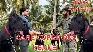 Cane corso dog kennel Coimbatore mastiff dog breed puppies for sale  pets life yt  Coimbatore [upl. by Aracaj]