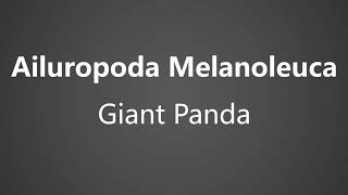 How To Pronounce Ailuropoda Melanoleuca  Giant Panda [upl. by Ennaillek]