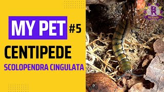 My PET Centipede  Scolopendra cingulata [upl. by Hamforrd]