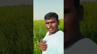 Gongura II natural II Devanur Ramanashorttrendingviral video [upl. by Anetsirk]