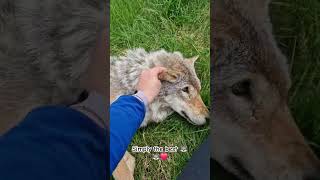 Frøya one of the wolves at Polar park 😁🐺 youtubecreatorcommunity [upl. by Terrance]