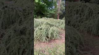 WEEPING BLUE ATLAS CEDAR  cedrus atlantica glauca pendula [upl. by Eenar924]