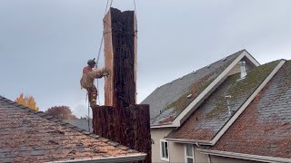 Cutting Down a Giant Redwood HighStakes Tree Removal Between Houses [upl. by Ewall98]