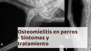 OSTEOMIELITIS en PERROS  Síntomas y tratamiento [upl. by Keene]