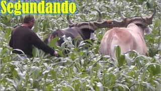 segundado la milpa en la Joya de los Mangos 🌽 🌲 🍇 🌾 [upl. by Atsirt470]