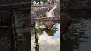 水草食べる可愛い鹿さん🫎奈良公園 [upl. by Nahtannhoj]