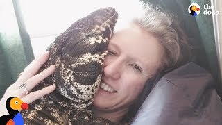 Cuddly Tegu Lizard Is So Spoiled By His Mom  The Dodo [upl. by Ttnerb780]