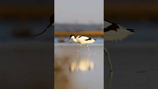 waders music natgeo birds wildlife natgeowild animalshorts [upl. by Nangatrad]