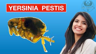 Yersinia PESTIS [upl. by Ahsyia]