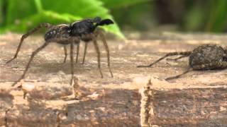 Wolf spider Lycosidae Pardosa amentata Male dancing [upl. by Merlin984]